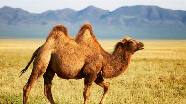 如果我是一只骆驼