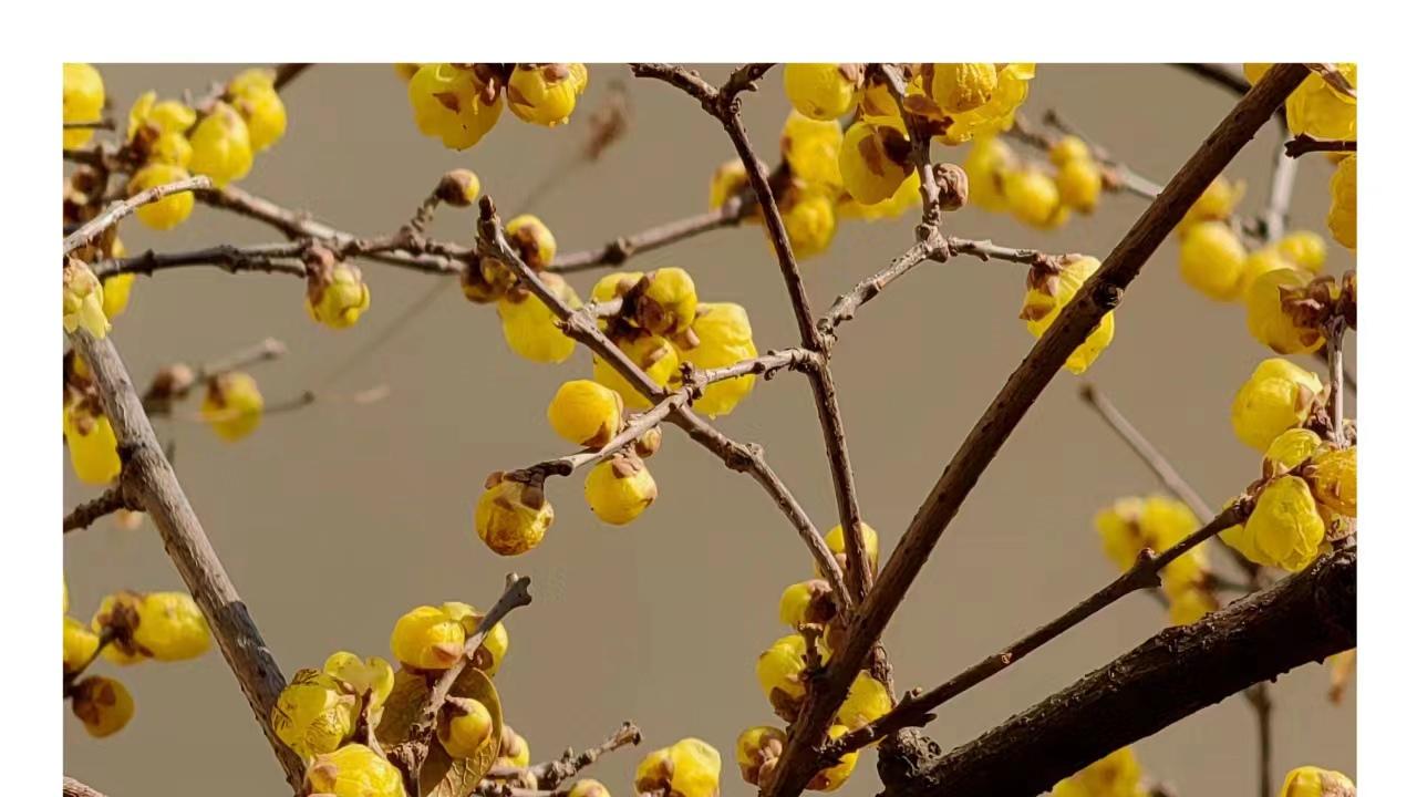 我家的长寿花，实在太漂亮了！