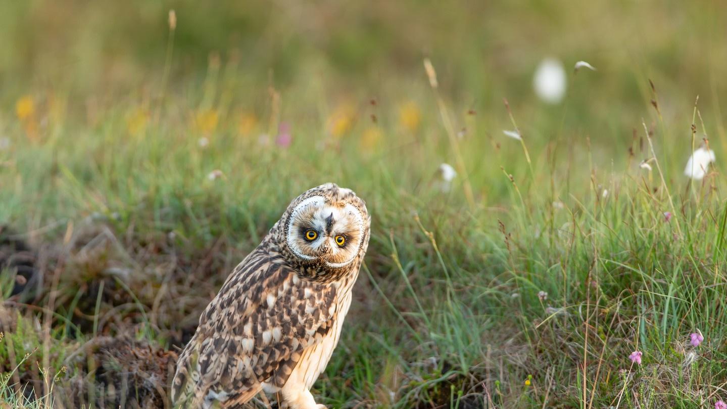 如何利用幽默来应对生活的平淡与摩擦