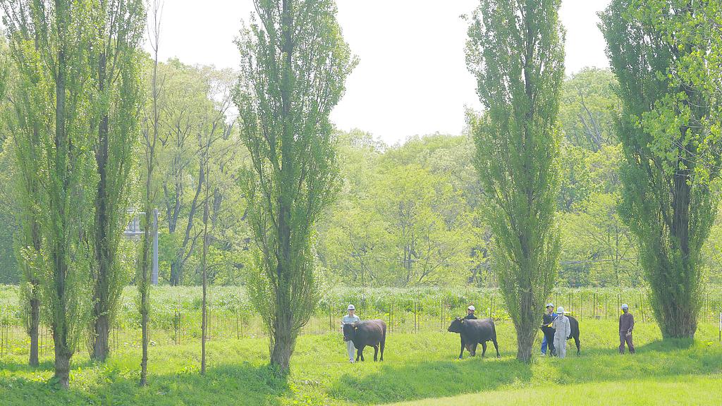 蝴蝶大乐透26046期分析，本期的热码必须要防，有机会开出3个左右号码