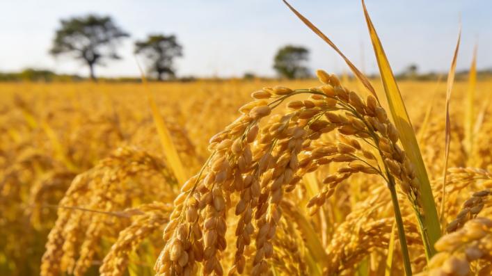 氧化锌工厂如何以创新技术，应对绿色农业的微量元素需求？