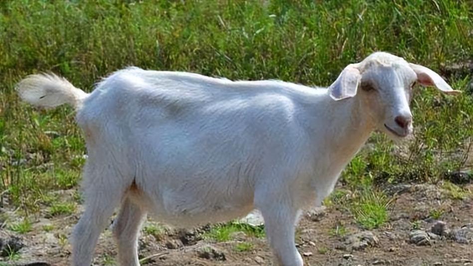 属羊的，别硬扛！1月20号这天，你会被某个人一把“拉”出来