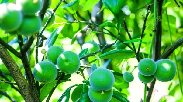 化橘红哪里产的最正宗，推荐几个靠谱品牌，2026最新十大品牌评分