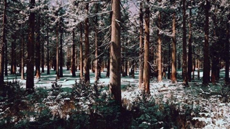 那片冬日的松林