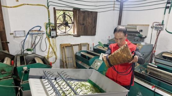 浙江兰溪：春染茶山添新绿 情系茶农助茶香