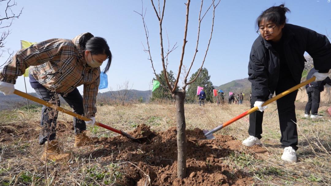 植绿杏花岭  同心筑生态