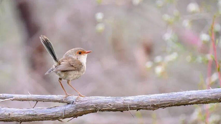 不拼低价家电厂商今年拼什么？