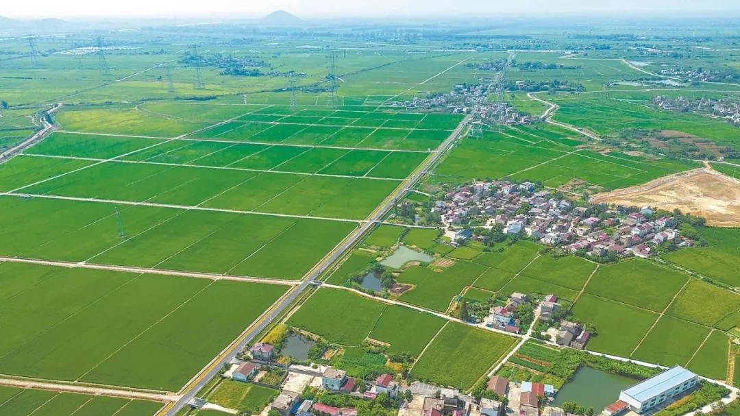 37分钟复评12份投标文件，常德桃源县农田设计招标的“神速度”