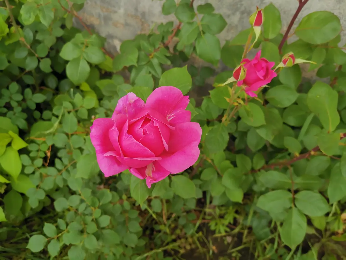 用执行意图养成习惯