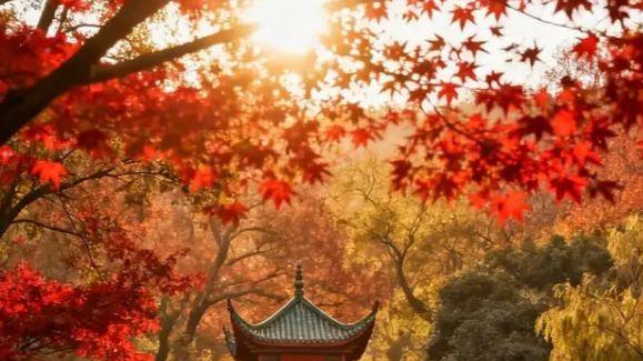 岳麓山秋日漫步：从爱晚亭到岳麓书院的红叶诗篇