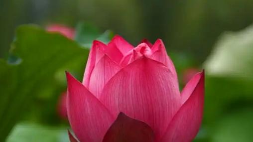 濠江莲花映日红 | 尹程起