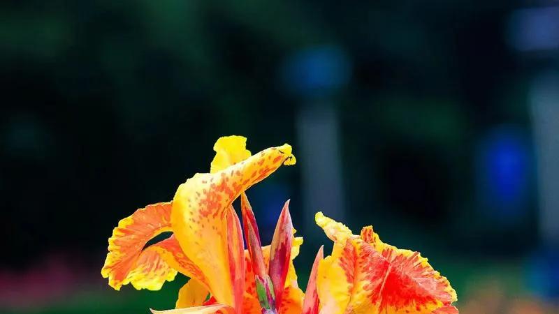 美洲原产花草树-美人蕉