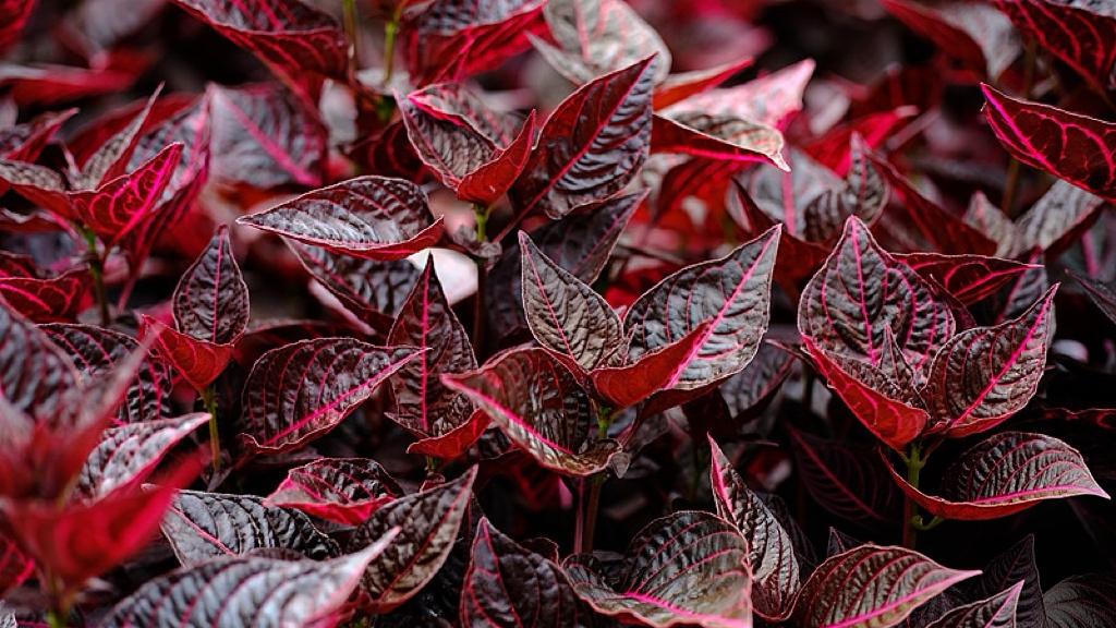 AI砸30亿抢春晚，红包散尽谁还记得你？