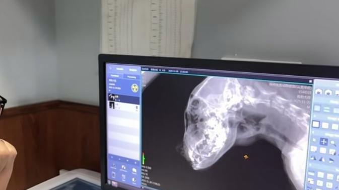 一只怪物狗狗被主人抛弃，还被同类欺负，幸好有好心人带给它温暖