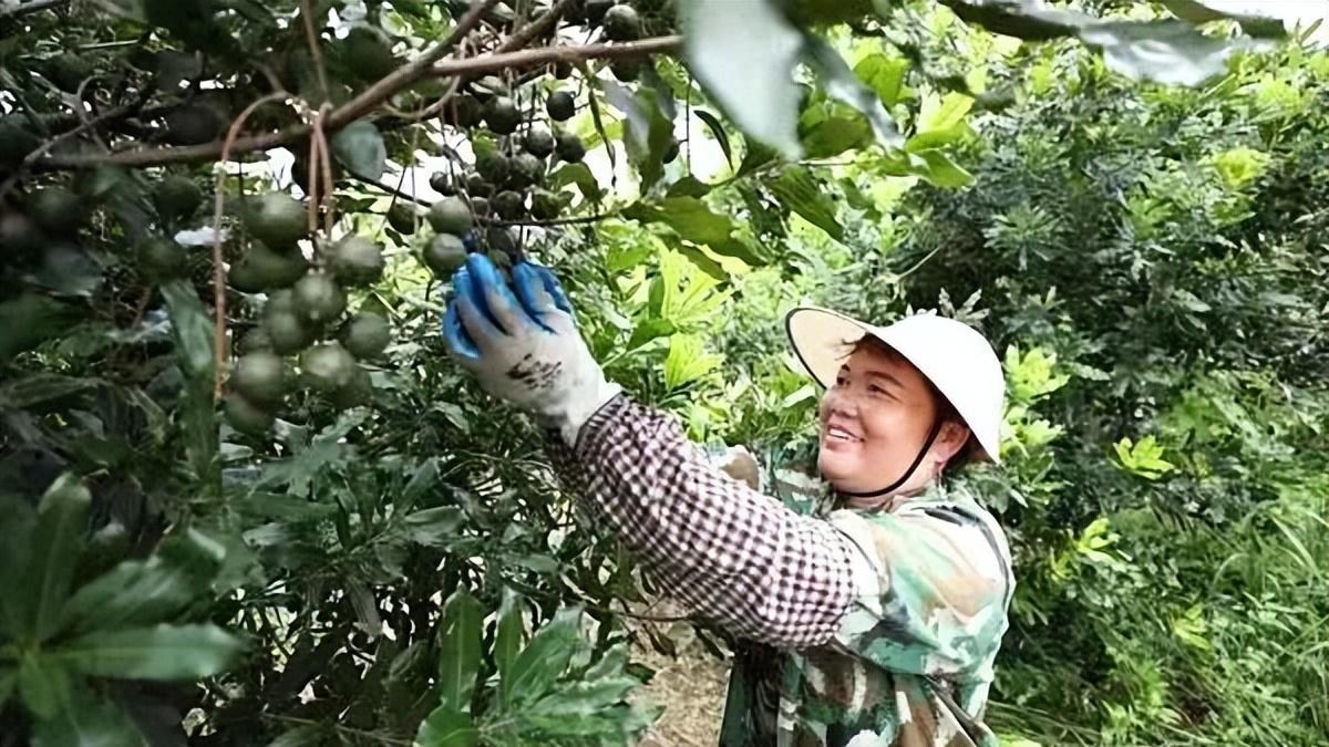 广西澳洲坚果产业崛起：从“舶来品”到乡村振兴“致富果”