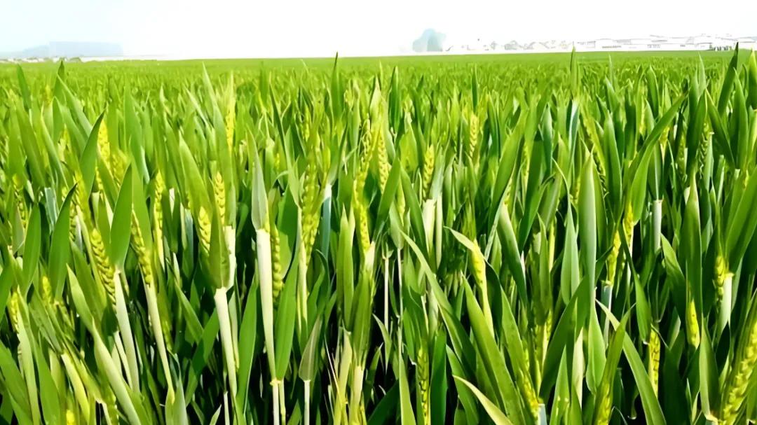 4月小麦存在“3大危险”，如何识别？怎样防范？长势再好也别放松