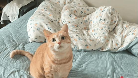 新手养猫如何选择猫粮？五款热门评分猫粮性价比及成分全面分析
