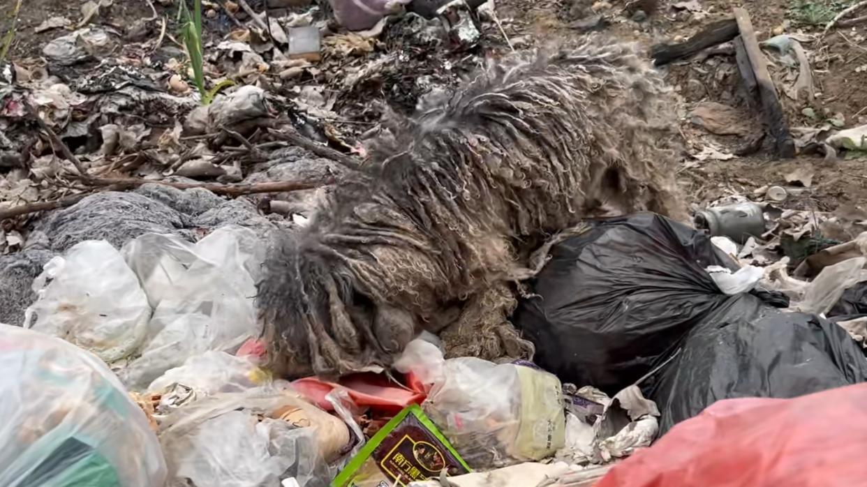 世界这么大，为何没有我这么一只小小卑微流浪狗的容身之地呢