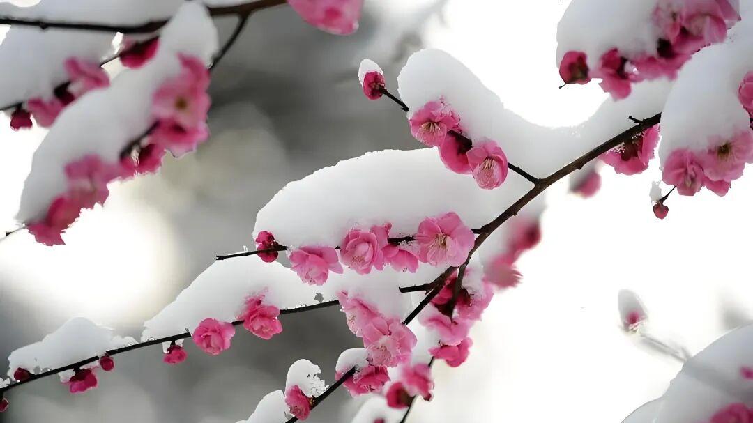 七律·孤梅傲雪心