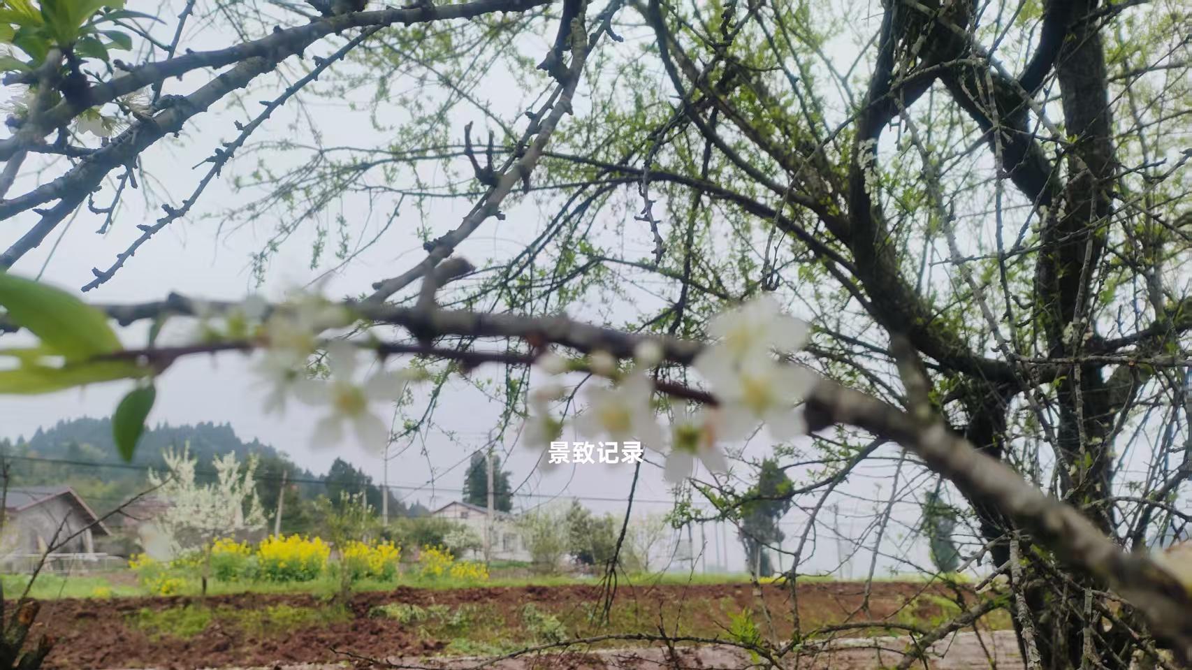 景致记录：狄更斯眼中美国圣路易斯，马喝水膨胀，白发人沼泽买地