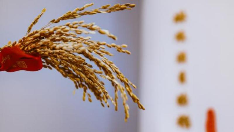 稻香漫野藏年味！東禾九谷复刻马年质朴中国年