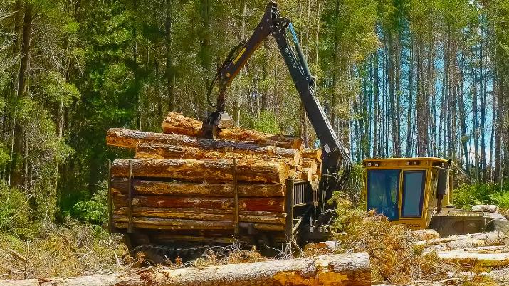 对比巅峰期缩水89.2%，中澳原木贸易“黄金时期”或已成历史