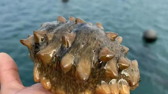 海参哪种最合适？即食、半干和淡干海参吃法全攻略