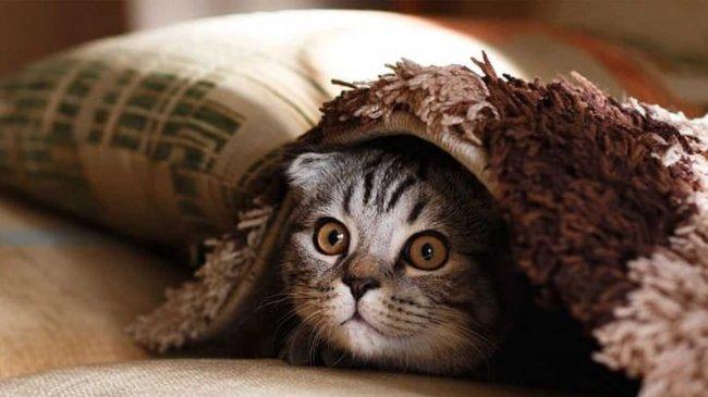 猫粮多少钱一斤好又便宜？天然猫粮十大排行榜最新出炉