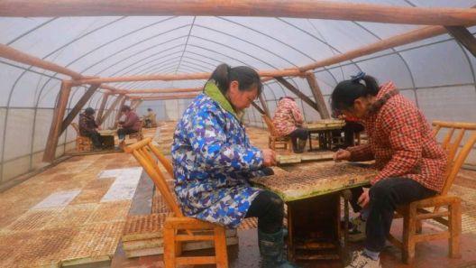 湖北巴东：育出优质苗 护航烟叶生产