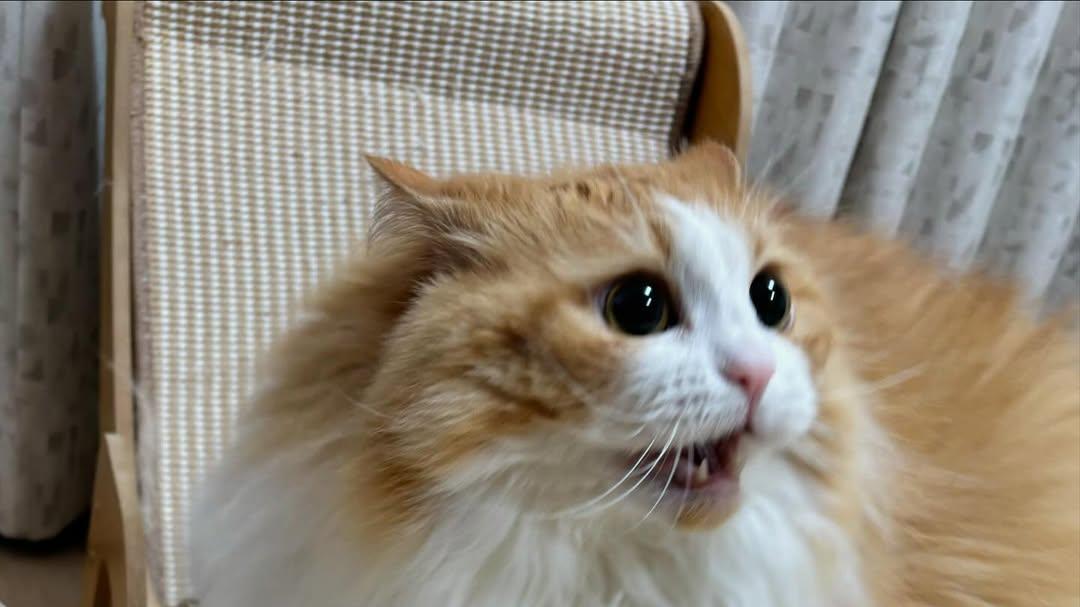 两只猫猫咪玩起来，就像“互殴”，如何区分猫咪是玩耍还是打架