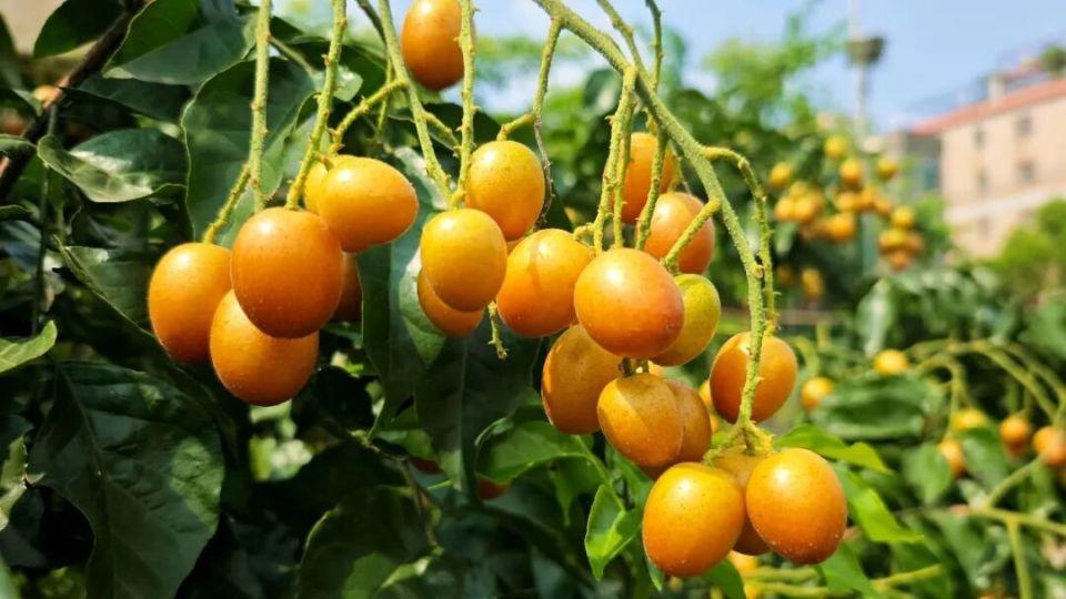 吃货走起！太平黑金刚黄皮摘得啦