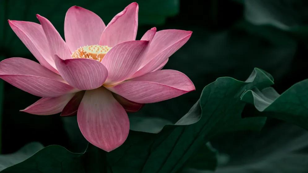 认知越低的人，这6个特征越明显（越看越扎心）