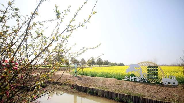 安徽芜湖：春风漾白茆 花海绘鸠潮
