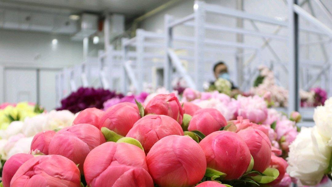 菏泽芍药“封王”：一朵花何以掌控全国65%的市场话语权