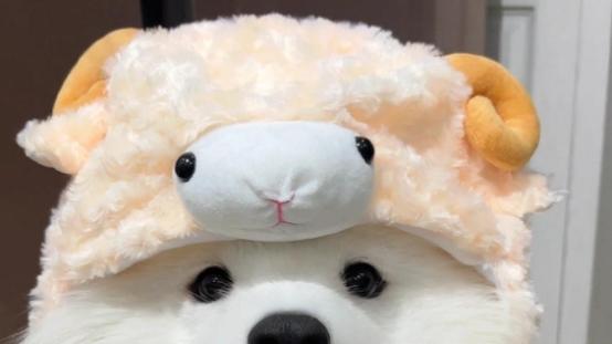 狗罐头最建议买的三个牌子，干粮代替首选，不交智商税！