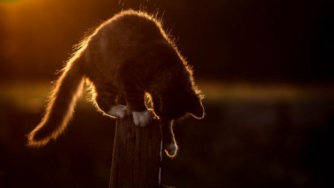 国产主食猫罐头哪个比较好？希喂猫罐头对比宽福、麦富迪。