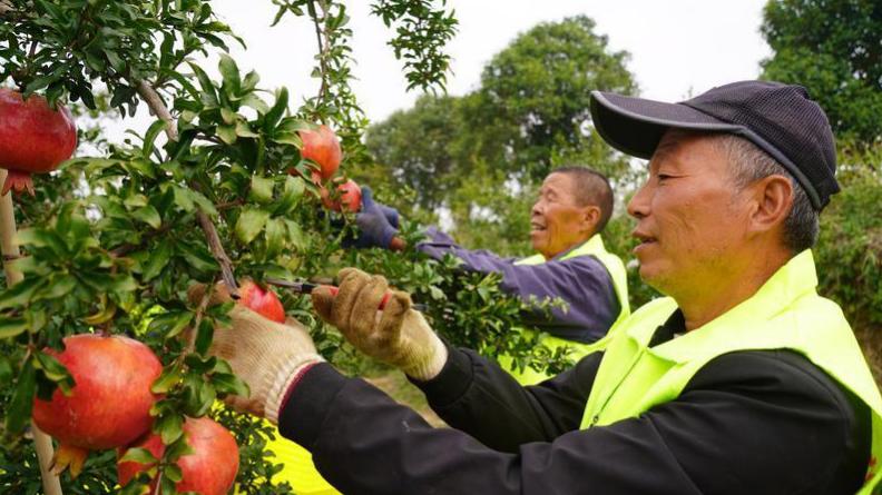 临潼石榴劳务品牌入选2025年省级劳务品牌