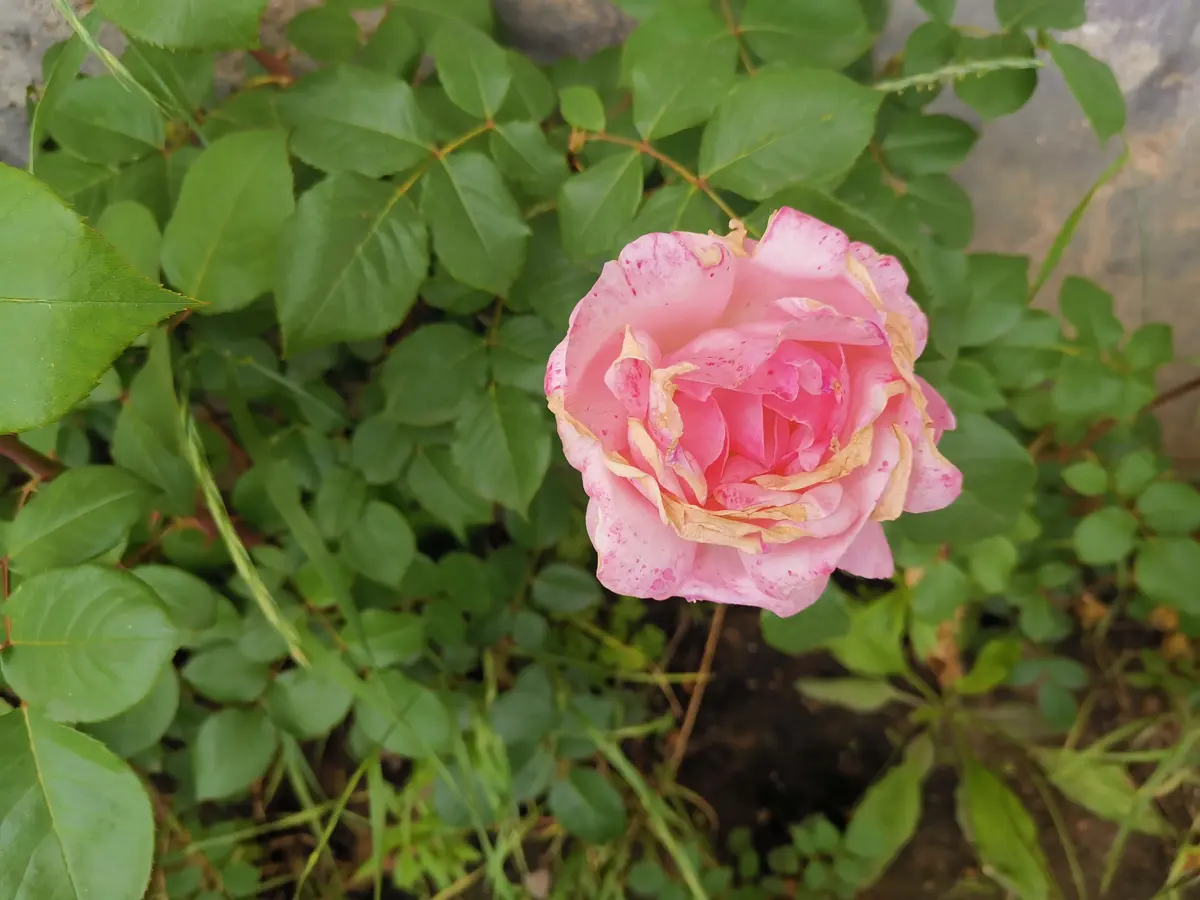 人要知足，更要知止