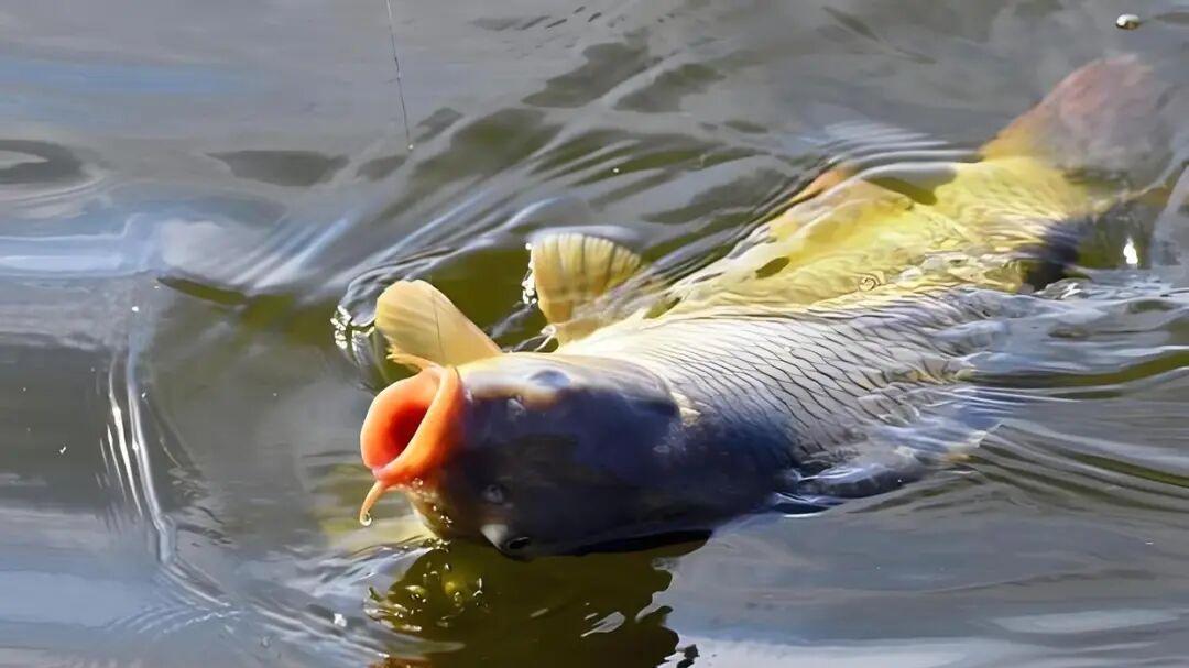 大鱼也怕呛水？揭秘钓技“呛水控鱼法”，用好了大鱼手到擒来