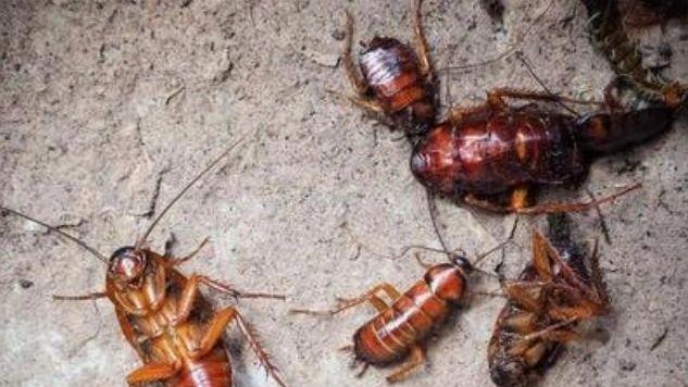 2026蟑螂药测评排行榜！蟑螂药哪种最好推荐，蟑螂最怕的克星推荐！