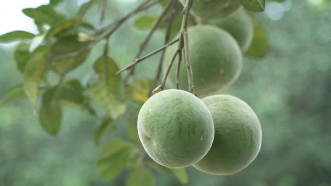 “南方人参”亮相两会！这颗毛绒果子凭实力圈粉