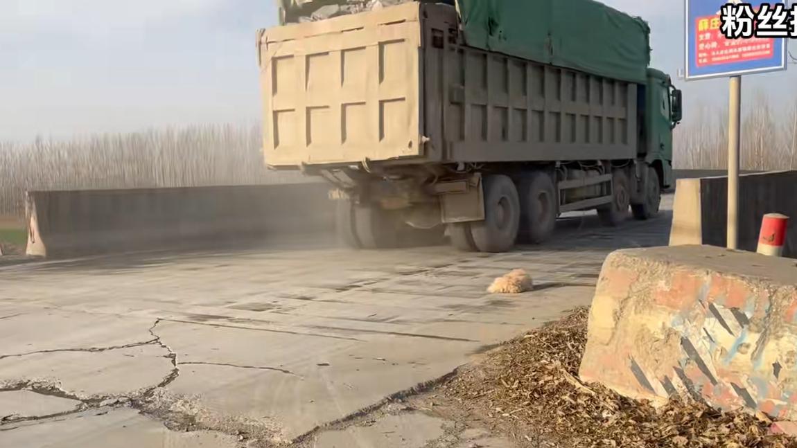 狗狗腿部畸形被主人抛弃，艰难寻找食物又遭遇车祸，真是祸不单行