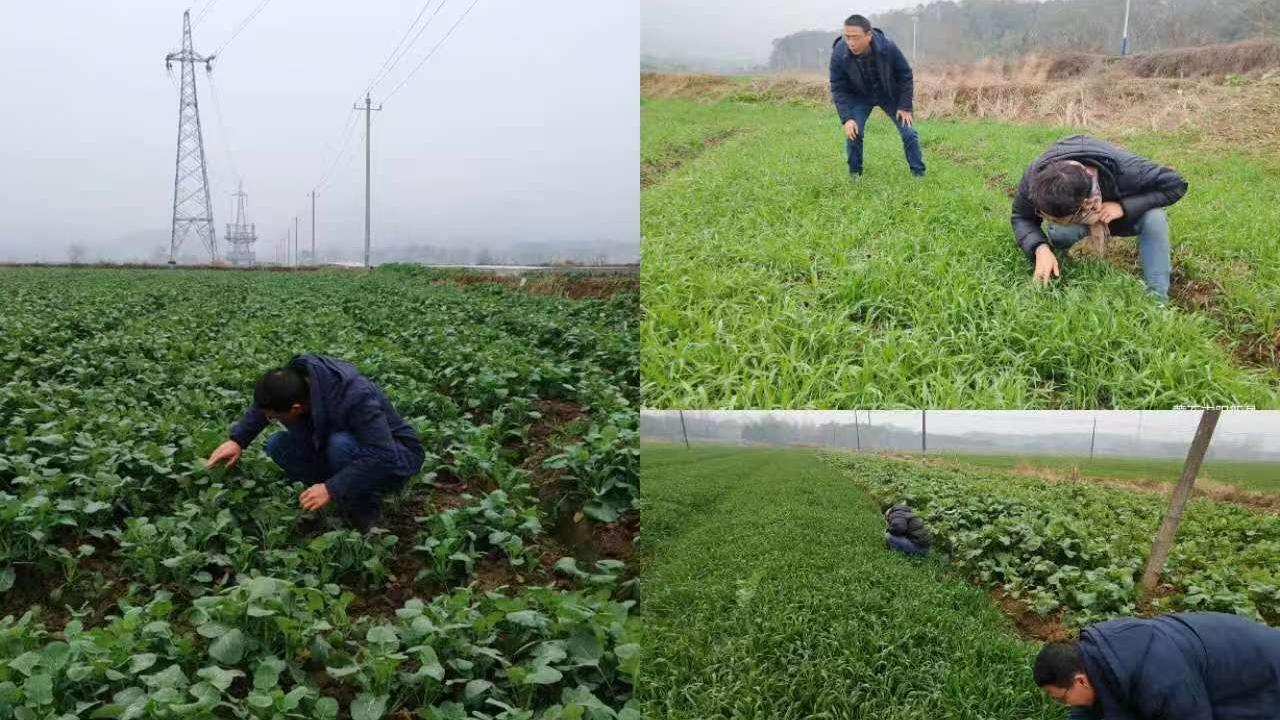 阳新：科学防控蚜虫 守护粮油丰收