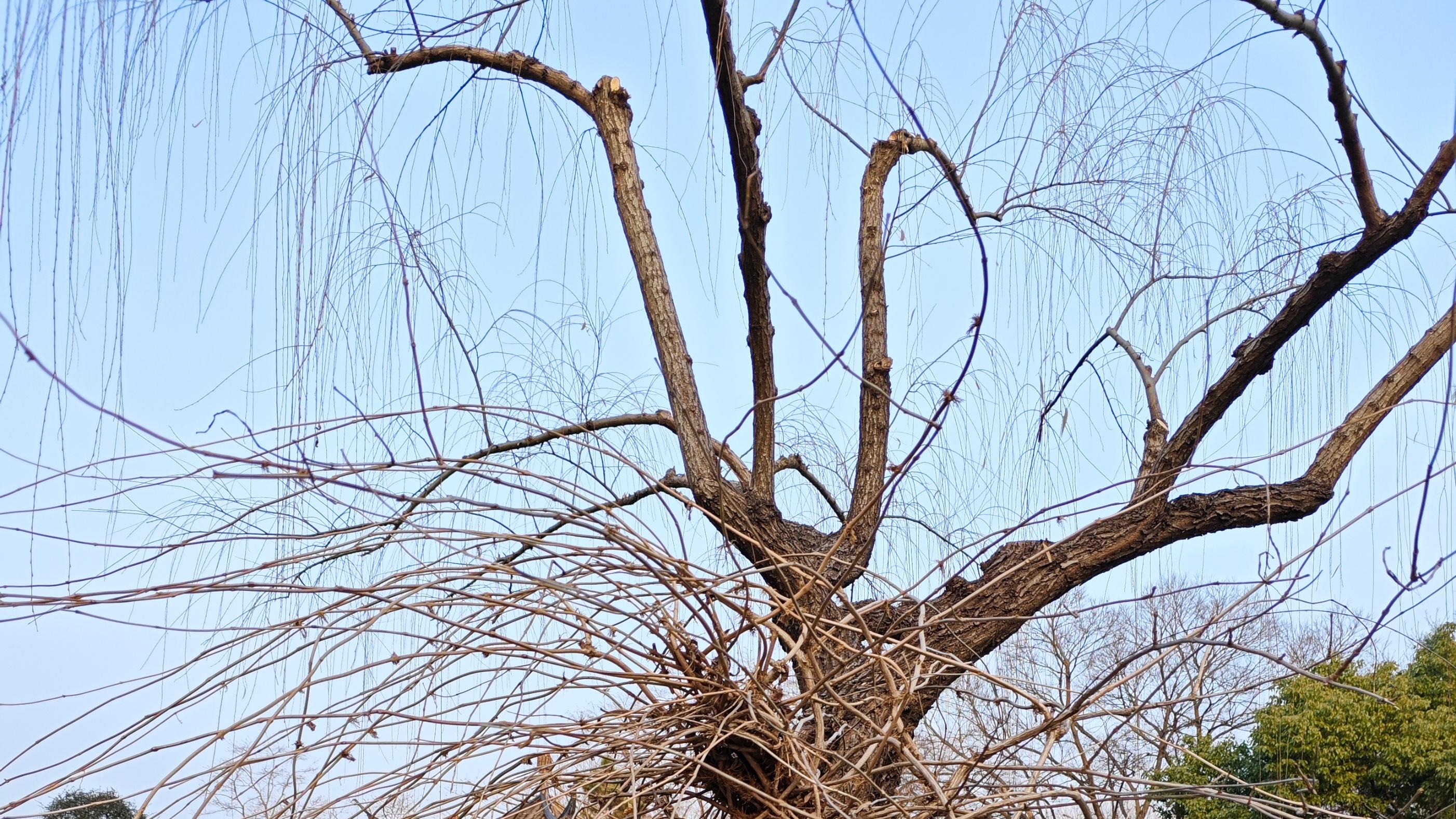 确如朋友所言，瘦西湖永远不会让人失望