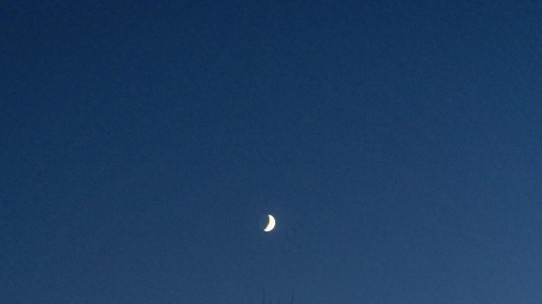 长安的深处有一片密林