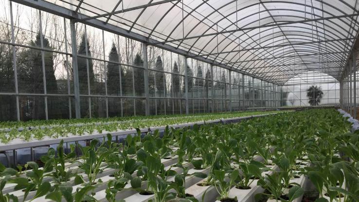 十五五·开新局 | 临潼区：科技生态文化赋能农业发展