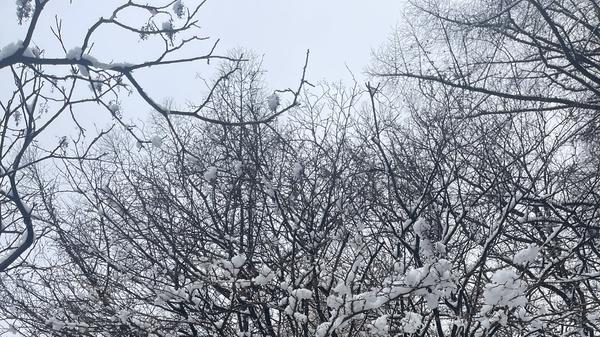 雪后游崂山，一步一景、移步易景