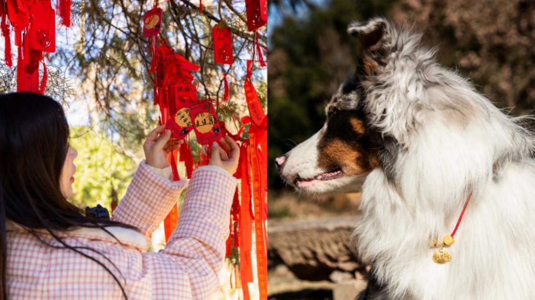 不是迷信，是刚需！为什么年轻人开始带狗“拜神”？