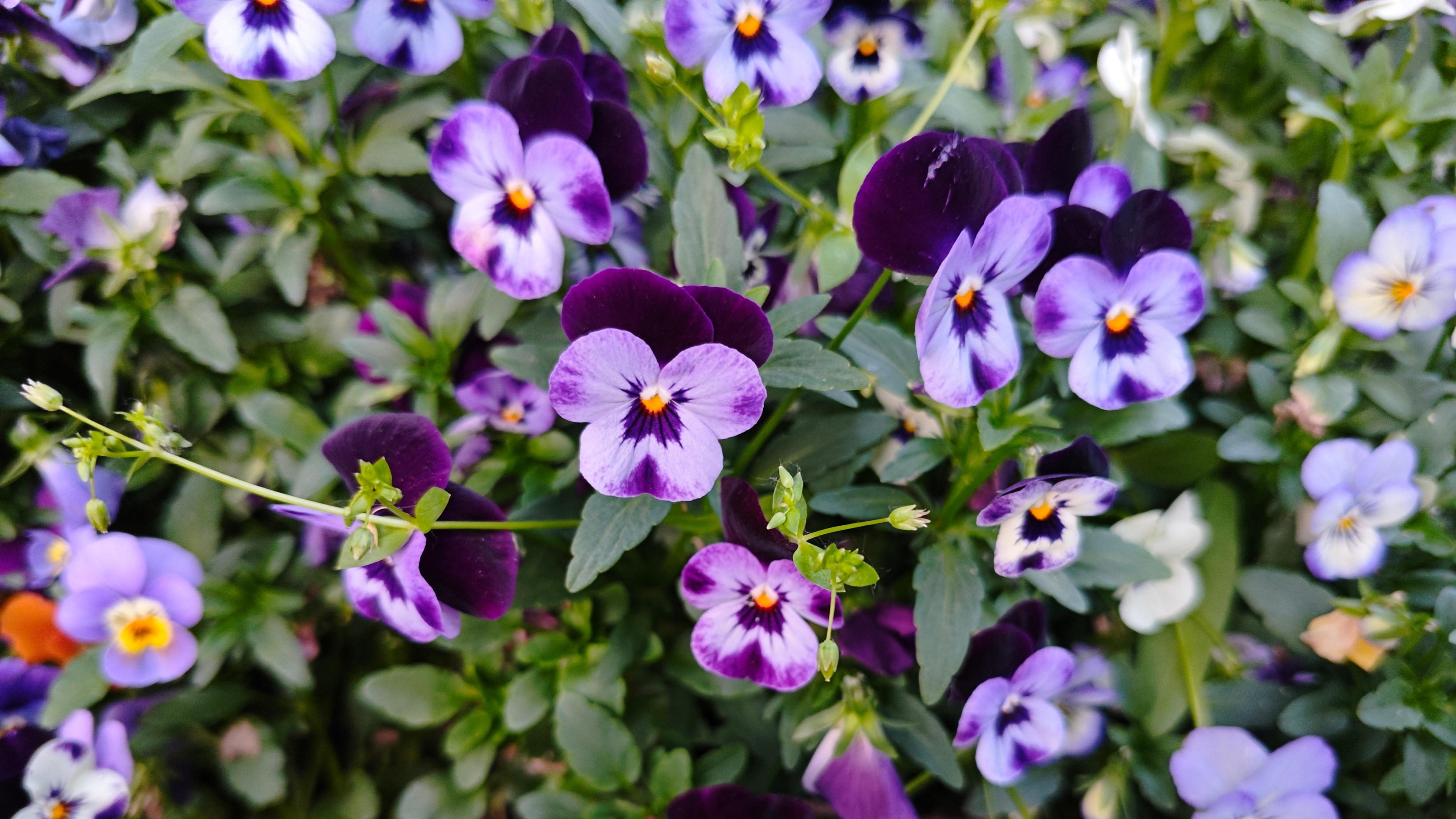 你是喜欢深沉的眸子，还是喜欢神秘的脸蛋？