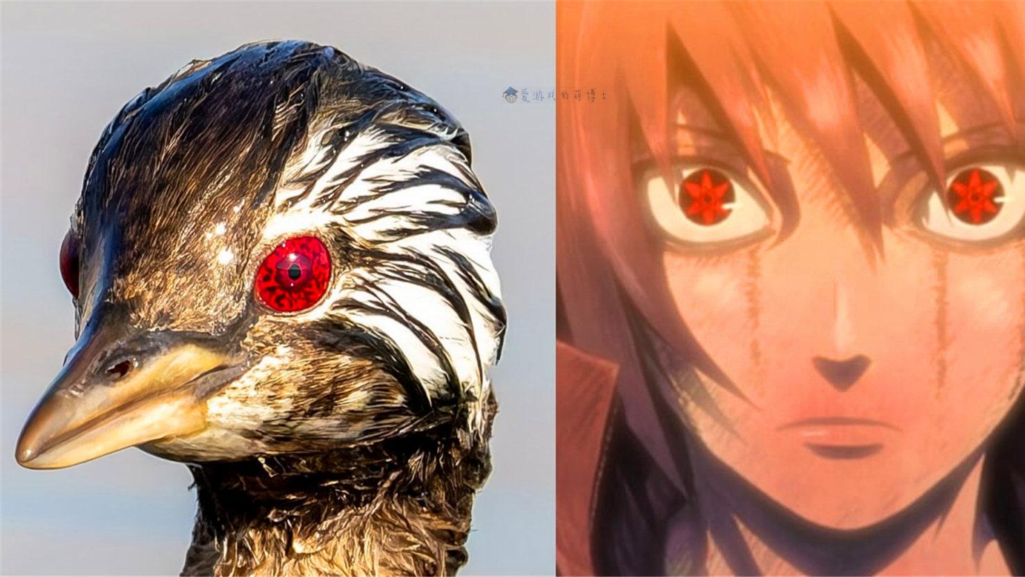 《火影忍者》别天神再现？南美鸟类自带写轮眼，网友：宇智波一族